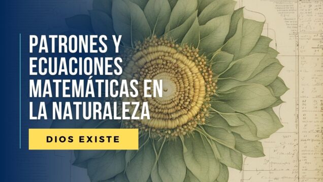 patrones en la naturaleza